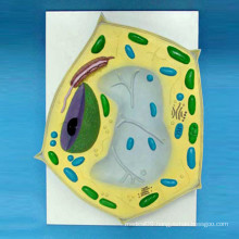 Enlarged Plant Cell Model for School Supplies Biology Teaching (R180115)